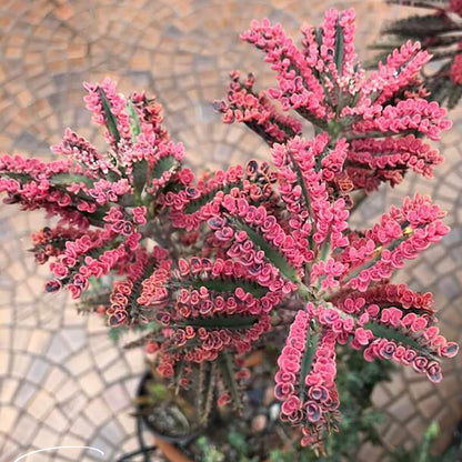 Kalanchoe Pink Butterfly Live Plant, 2" Pot, Exotic Pink Plantlets for Home and Office Desk Decor, Unique Succulent Houseplant, Easy-Care Indoor Decorative Plant