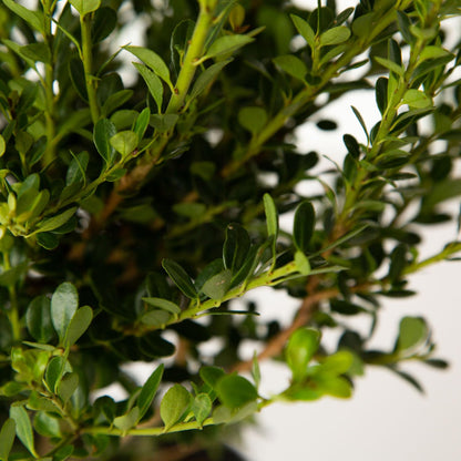 Japanese Holly Ilex Compacta (2.5 Quart) - Low-Maintenance Evergreen Shrub - Live Plant in Pot - Dense Green Foliage