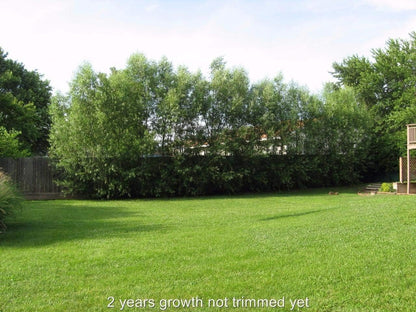 24 Hybrid Willow Tree Cuttings to Grow - Fastest Growing Tree in The World - Fast Privacy Hedge, Shade Trees - Grow Aussie Willow Trees