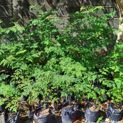 Moringa Tree Plant Live in 4" Pot, Moringa Tree Drumstick Horseradish Oleifera Plant 6-10'' Tall, No CA