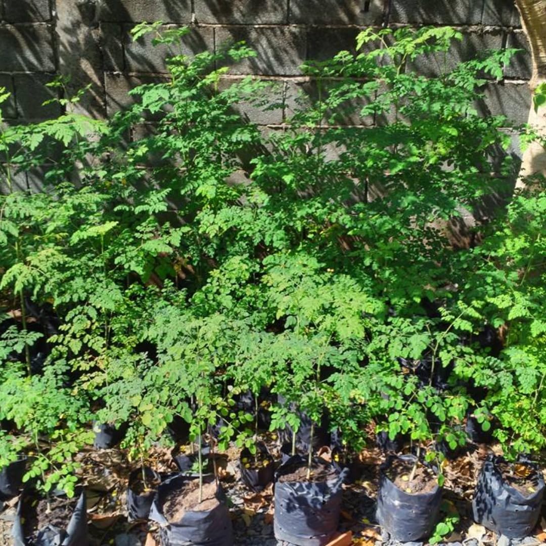 4 Live Moringa Trees Plants, Cold Hardy for Outdoor Garden, Zones 4-9, Well-Rooted Plant in Pot, Moringa Oleifera Malunggay Horseradish Trees