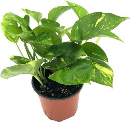 Live Pothos Plant - Epipremnum aureus Golden Pothos Plant - ragnaroc Tropical Plant 5-8” Tall - 2ct Live Arrival Guaranteed - Low Maintenance House Plants for Home Decor & Gift