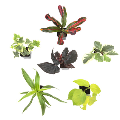 Easy to Grow Live Houseplants (6 Pack), Deluxe Collection of Assorted Air Purifying Indoor Plants, Peperomia, Spider Plants, No Duplicates, Pothos, Easy Plant Care, 2 in Pots, Begonia, Croton