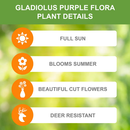 Garden State Bulb Purple Flora Gladiolus Flower Bulbs, 12/14cm, Spring Planting (Bag of 60)