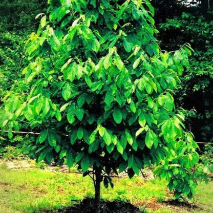 2 Pots Pawpaw Trees Live Plants, 6-12" Bare Roots Paw Paw Seedling Plants, 1 Year Old Well Rooted, Common Pawpaw Asimina Triloba