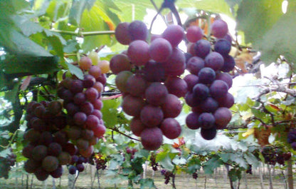Chiu' Garden Kyoho Grape Cutting Live Plant 5"-7"