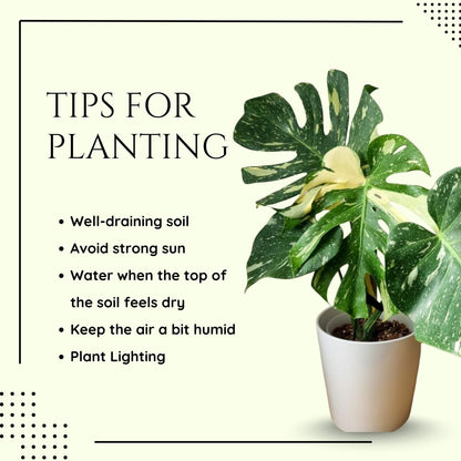 Monstera Plant 4-6 Inch, Live Indoor Plant, Split Leaf Houseplant for Home Office Decoration, No Pot (Variegated Monstera)