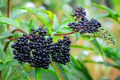 2 American Elderberry Plants Live for Planting, Black Elderberry Bush Live Plant 6 to 12 Inc Height, Bareroots