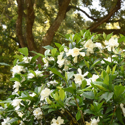 Perfect Plants August Beauty Gardenia Live Plant, 1 Gallon Pot