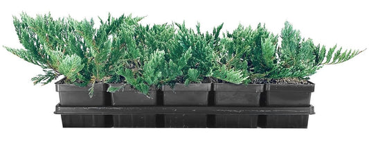 Juniper Blue Chip | 5 Live 4 Inch Pots | Juniperus horizontalis 'Blue Chip' | Low-Maintenance Ground Cover Plants | Drought-Tolerant Landscaping Shrub