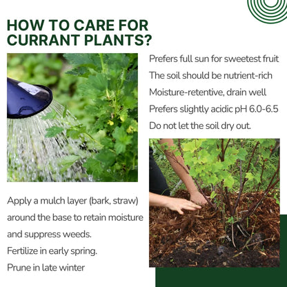 Live Currant Bush Plant Fast Growing, Ready Bear Fruit Within 1 Year - No NC, WV, NH, 6-14" Tall, Great for Backyard or Orchard Growing, Currant Plant (Red)