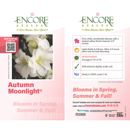 Encore Azalea Autumn Moonlight (3 Gallon) White Flowering Shrub - Full Sun Live Perennial - Evergreen Ivory White Shrub