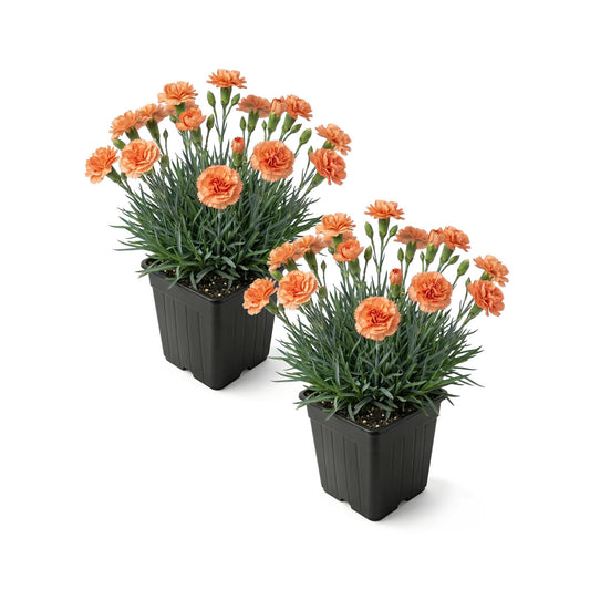 Live Dianthus 2-Pack – Orange Sparkler – Fragrant Spring Perennial, Deer Resistant, 10” Tall, 1 Qt Pot