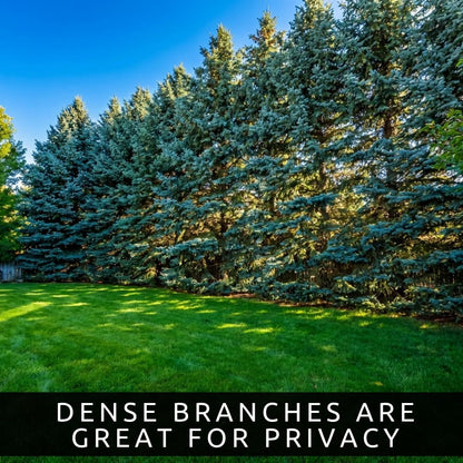 Blue Spruce Seeds for Planting | 50 Seeds | Colorado Blue Spruce, Picea pungens glauca | Attractive Trees for Privacy or Landscaping | Distinctive Leaves