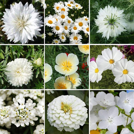 UtopiaSeeds White Wildflower Seed Mix - Attracts Hummingbirds and Butterflies - Easy to Grow