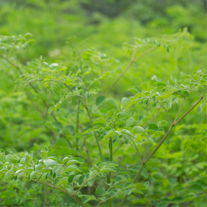Moringa Tree Plant Live in 4" Pot, Moringa Tree Drumstick Horseradish Oleifera Plant 6-10'' Tall, No CA
