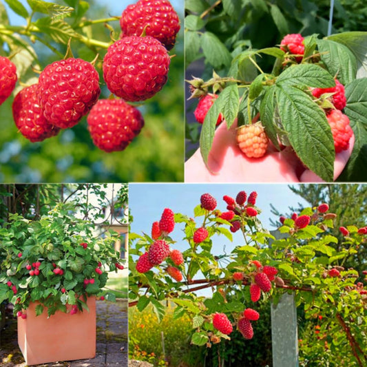 2 Raspberry Plants Live, 4-6'' Tall, Raspberry Trees, Raspberry Fruits Trees for Outdoor Planting, 1 Year Old (Glencoe Thornless)