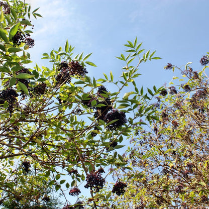 2 Black Elderberry Live Bare Root Plants | 8-12" Cold-Hardy Rooted Cuttings | Fast-Growing Deciduous Fruit Trees for Backyard and Patio | Easy to Care and Maintain