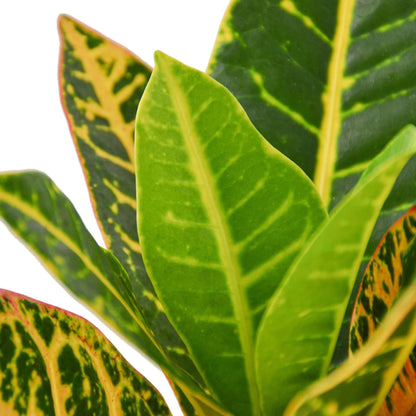 Croton Petra 'Joseph's Coat' | Live Plant for Indoor & Outdoor | for Living Room, Office, Bathroom | (4" Pot, White Cylinder)