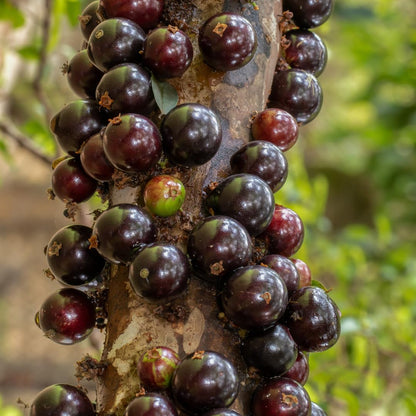 Live Jaboticaba Plant, Black Jabuticaba Tree, 2-3 Feet in 3 Gallon Pot, Brazilian Grapetree, Ready to Grow, No Shipto CA