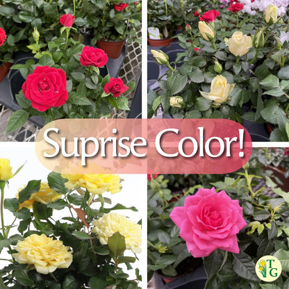 Thorsen's Greenhouse Mini Rose Bush, Spring Blooming Live Plant, Suprise Bloom Color, Gift for Mom, 4" Diameter Plant (Coffee)