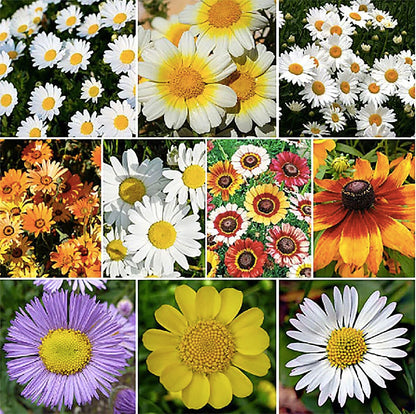 1000 Seeds - Garland Daisy - Perennial, Full Sun Daisy…