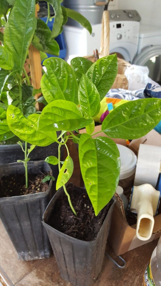9EzTropical - Purple Passion Fruit - 1 Starter Plant - 6" to 10" Tall - Ship in 3" Pot