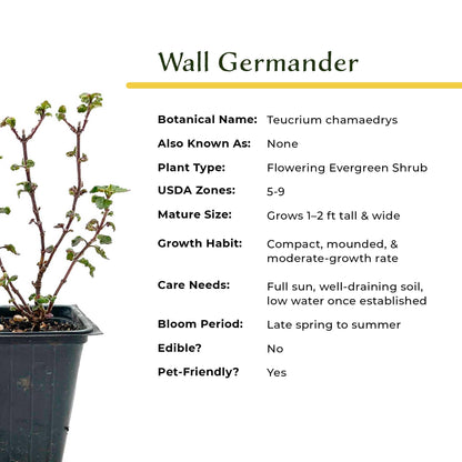 4 Wall Germander – Compact Evergreen Groundcover Shrub with Glossy Aromatic Foliage & Purple Summer Flowers (Teucrium chamaedrys) in 3.5″ Cubes, Live Plants
