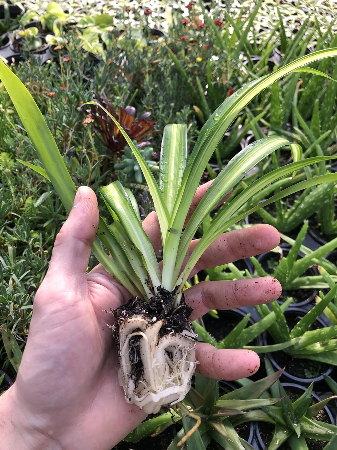 Hawaiian 2 Pack Live Spider Plants - Starter for Home & Office Decor - Air Purifying Rare Houseplants with White & Green Striped Foliage - Easy to Grow Indoor & Garden Plant (Pack of 1)