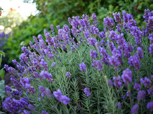 Phenomenal Blue Lavender Herb - Gallon Pot - Live Plant