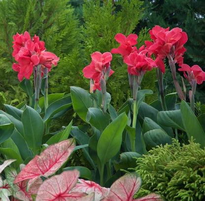 Votaniki Dwarf Variety Magic Pink Canna Bulbs - Large Blooms, Attract Pollinators, Perennial Canna Bulbs for Planting - Low-Maintenance Magic Pink Canna for Easy Gardening (1 Pack)