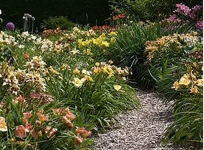 Pink Daylily - Bare Root Plant, Hardy Perennial for Zone 4, Delicate Pink Blooms, Low Maintenance, Ideal for Full Sun or Partial Shade, Perfect for Garden Borders & Landscapes