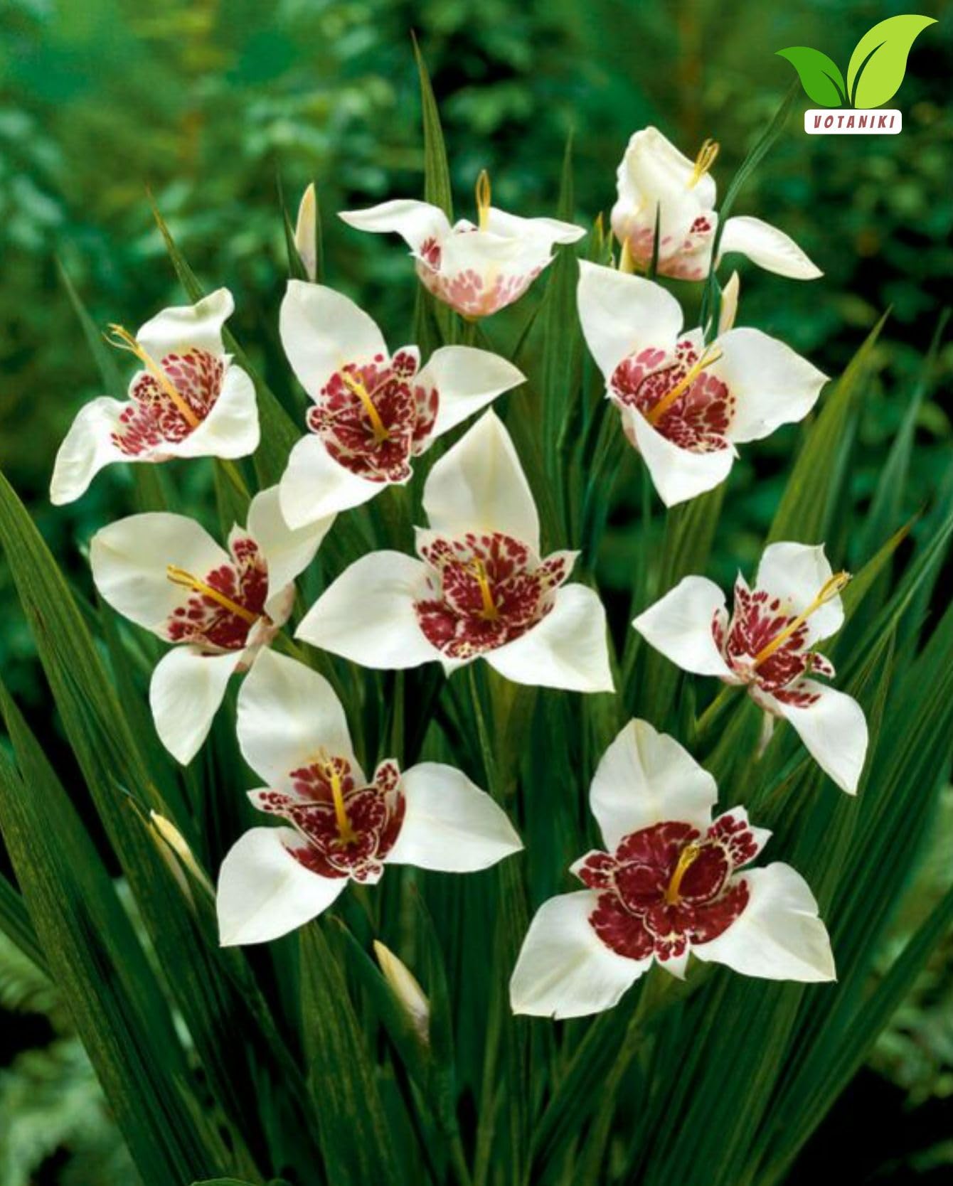 Votaniki Tigridia Pavonia 'Alba' Grandiflora - Perennial Tigridia Flowering (Tiger Flower) Bulbs | Summer Flowers, Tigridia Bulbs - Easy to Grow (3 Pack)