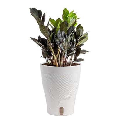 Costa Farms Raven ZZ Live Plant in Self Watering Pot, Easy to Maintain, Air Purifying Indoor Houseplant, Perfect for Home, Room, or Office Decor, Great House Warming or Birthday Gift, 12-18 Inches