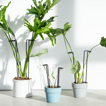 GOOOXIM 10-Pack Monstera Plant Support - 12 Inch Durable Iron U-Shaped Trellis Stakes for Indoor & Outdoor Medium-Sized Potted Plants - Perfect Stem Holder for Monstera & More