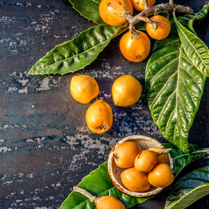 Loquat Tree Live Plant, 5 to 9'' Tall, Live Loquat Plant Tree Pot, Cold Hardy Garden