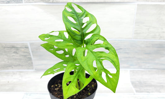 Monstera Adansonii Philodendron Swiss Cheese Live Plant 4" Pot by 3exoticgreen - Plants Live Houseplants, Indoor Plants, Monstera Plant for Home Decor