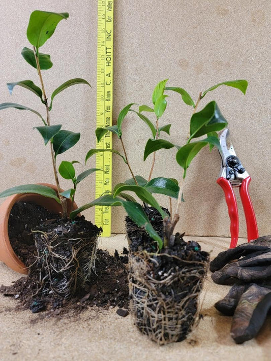 Live Plant - Urys Yellow Camellia Japonica - Starter Plant