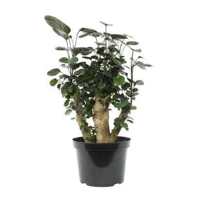 Rare Live Aralia 'Fabian Stump' in 8" Grower Pot, Unique Houseplants, Exotic Foliage for Home or Office, Air Purifying Easy Plant to Grow for Beginners by Plants for Pets