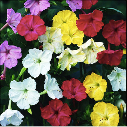 80 Mixed Four O'Clock Seeds - Tender Perennial that Reseeds Easily