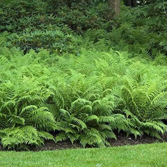5 Ostrich Fern Rhizomes/Roots - Matteuccia struthiopteris - (5 Pack)