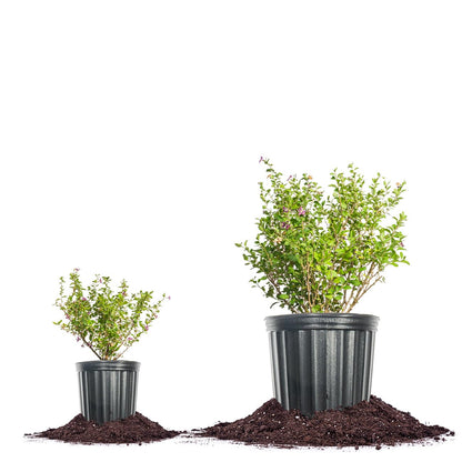 Perfect Plants Goji Berry Bush in 1 Gallon Grower's Pot | Delicious Wolfberry for Outdoor Planting | Fresh Antioxidant Packed Fruits | Fully Mature for Home Gardens