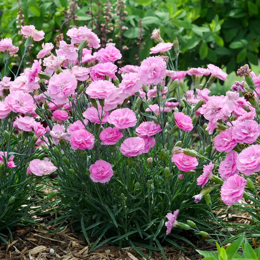 Votaniki Dianthus ‘Sweetie Pie’ (Pink) 3 Inch Root Young Plant - Gorgeous Pink Blooms, Hardy and Fragrant Perennial for Gardeners | Ideal for Borders, Containers, and Cut Flowers (1 Pack)