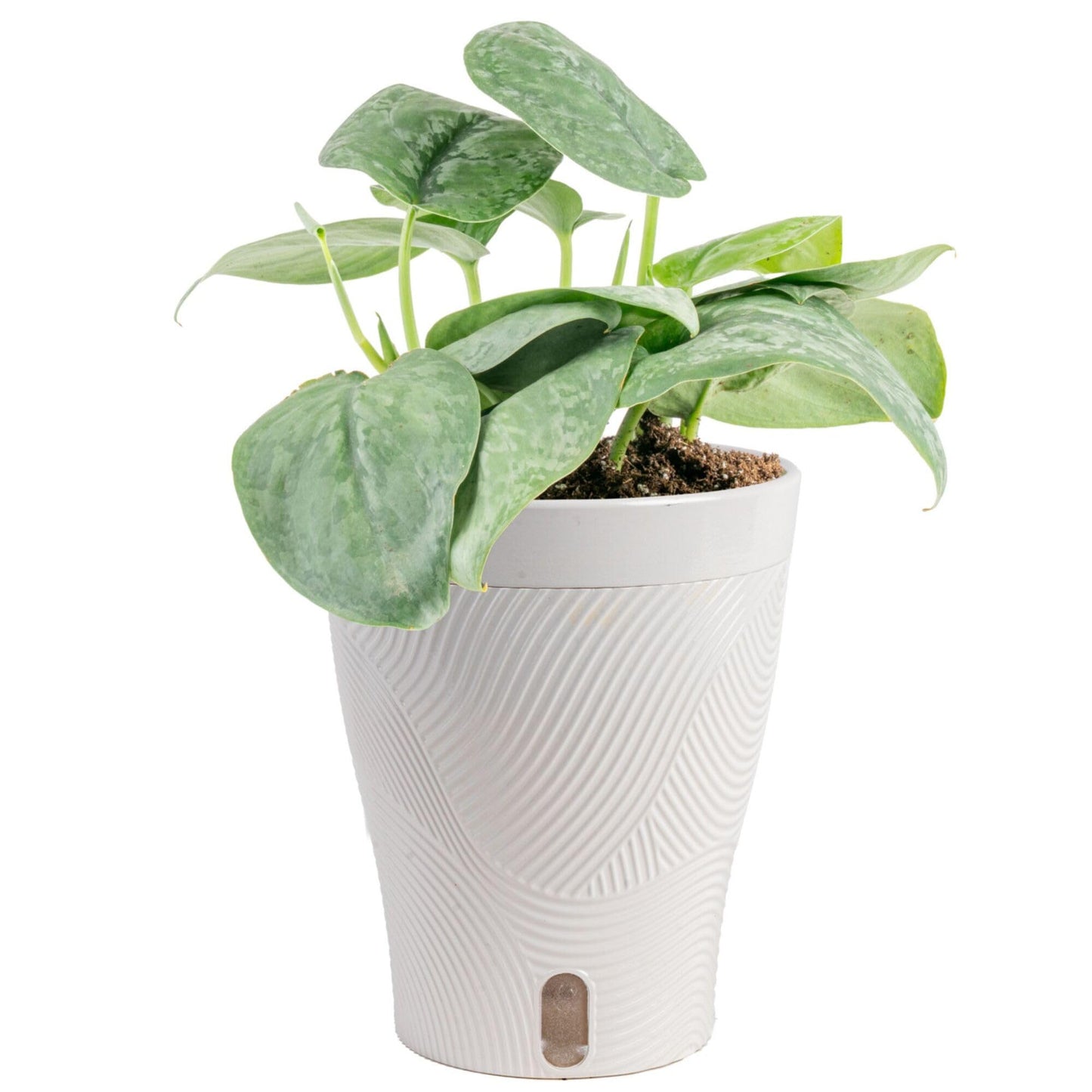 Costa Farms Scindapsus Platinum Java Live Plant in Self Watering Pot, Indoor Houseplant, Perfect for Home, Room, or Office Decor, Great House Warming or Birthday Gift, 9-12 Inches Tall