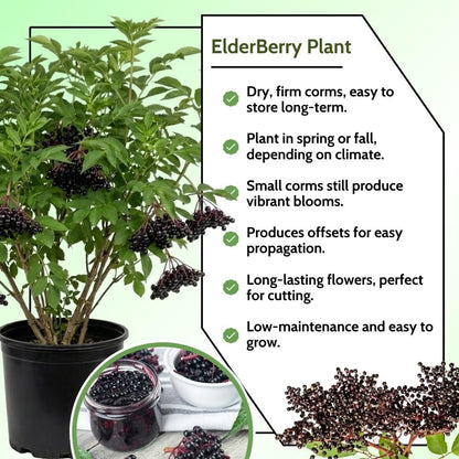 Black Elderberry Plants Live, 2-3ft Tall, Black Elderberry Bush Shrub for Outdoor Planting, Perennial Berry Fruit Trees