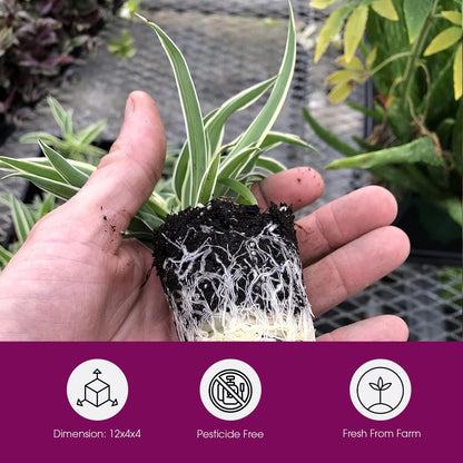 3 Pack Airplane Spider Plant – Live Indoor Houseplant | Fully Established Bare Root Plants, Air-Purifying, Low Maintenance, Thrives in Home & Office | Live Plants Indoor, Variegated Houseplant