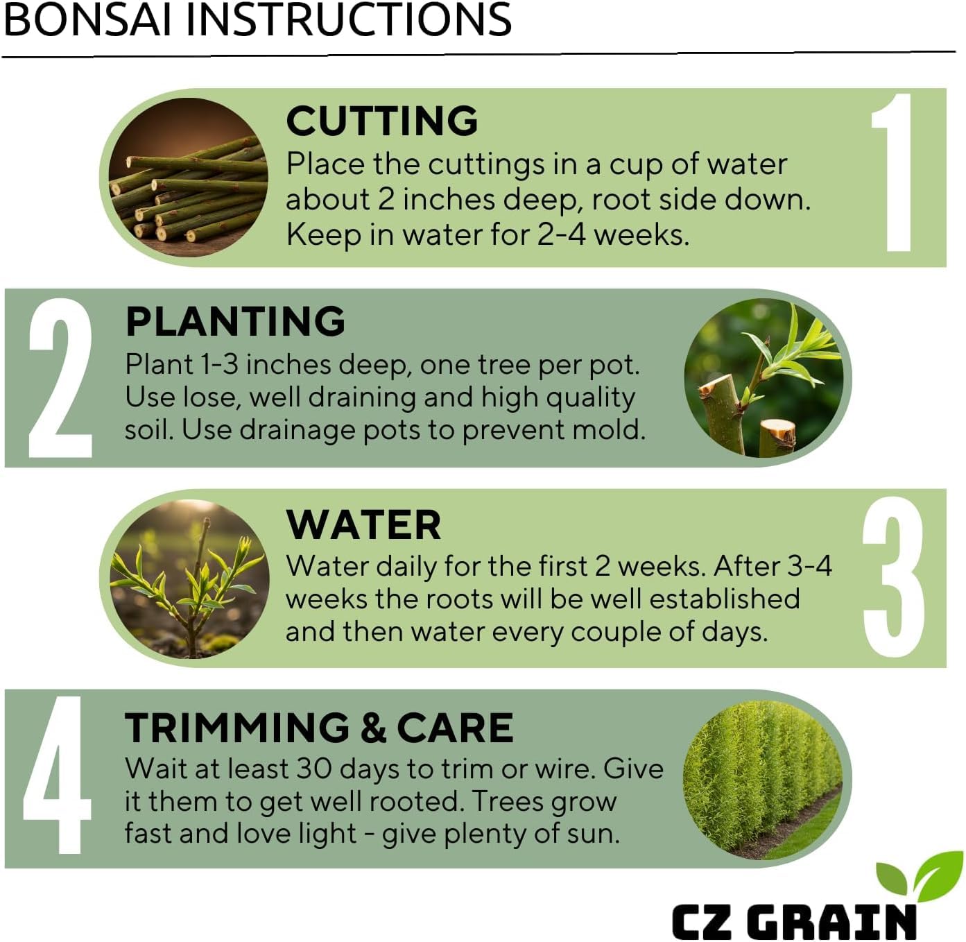 Dwarf Weeping Willow Bonsai Tree Cutting – Live Weeping Willow Cutting for Growing Your Own Cascading Willow Bonsai Tree – Fast-Growing, Hardy, Easy to Grow