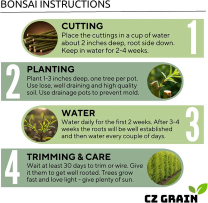 Weeping Willow Bonsai Tree Cutting to Grow – Live Indoor Plant for Home & Office Décor | Hand-Trained Miniature Tree with Elegant Cascading Branches | Easy Care Gift for Plant Lovers - Bonsai Material