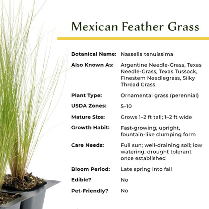 3 Mexican Feather Grass – Fine Textured Ornamental Grass with Silky Plumes for Borders & Mass Plantings (Nassella tenuissima) in 2.5” Cubes, Live Plants