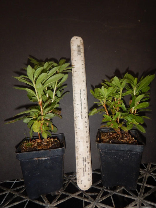 Live Plant - FANTASTIQUEAromi Azalea Rhododendron HybridWell Rooted Plant